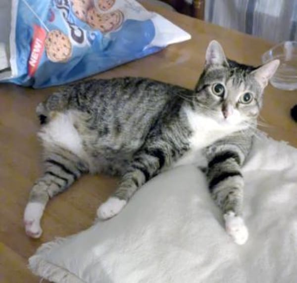 Zutrauliche Katze Milagrin (3 Beine)