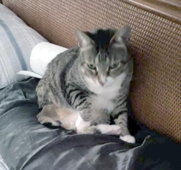 Zutrauliche Katze Milagrin (3 Beine)