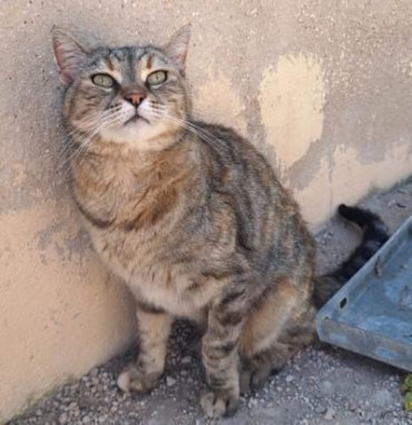 Liebe, zutrauliche Katze Micaela