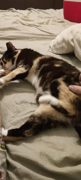 Zarte, hübsche Katzendame Lia