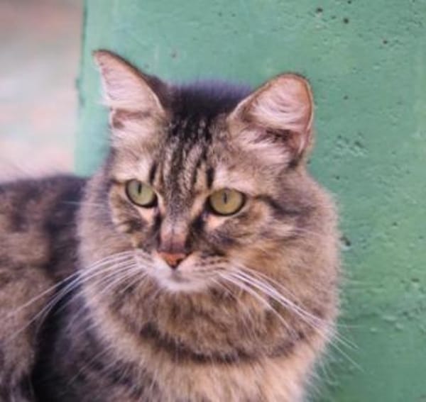 Hübsche, schüchterne Katze Kicha