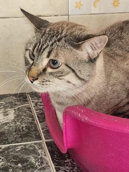 Gutmütiger Kater Bizcocho