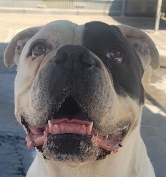 Captain, zurückhaltender Clown