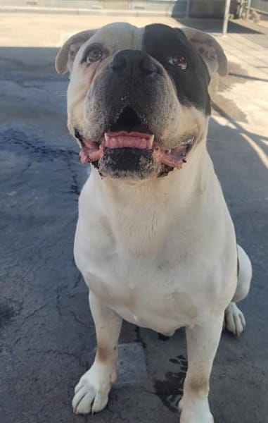 Captain, zurückhaltender Clown