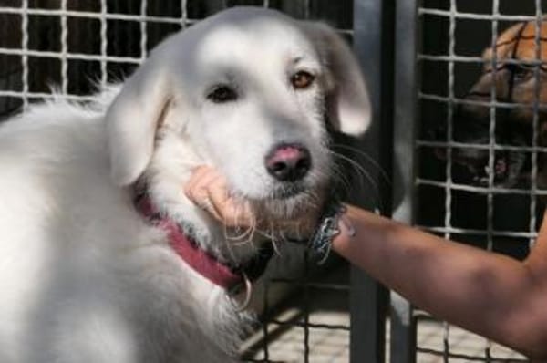 Uriel Bianco - wartet in 39615 Seehausen