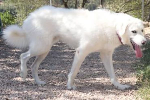 Uriel Bianco - wartet in 39615 Seehausen