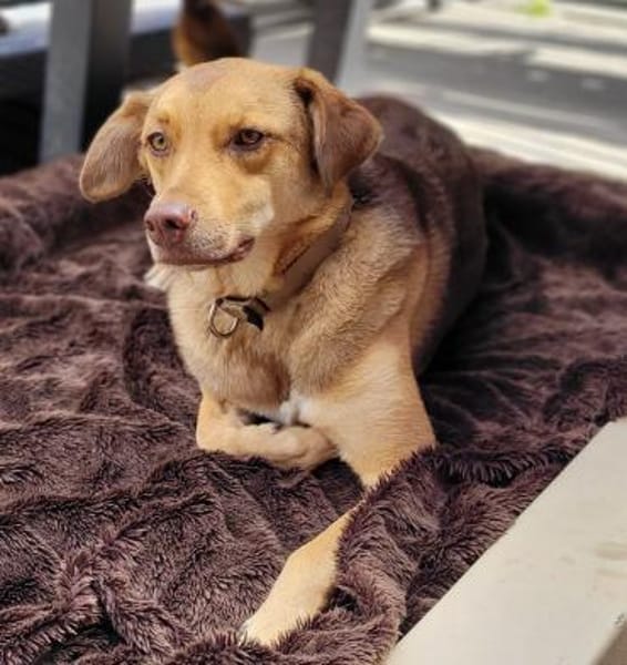 Alina - neugierig, verträglich - in DE