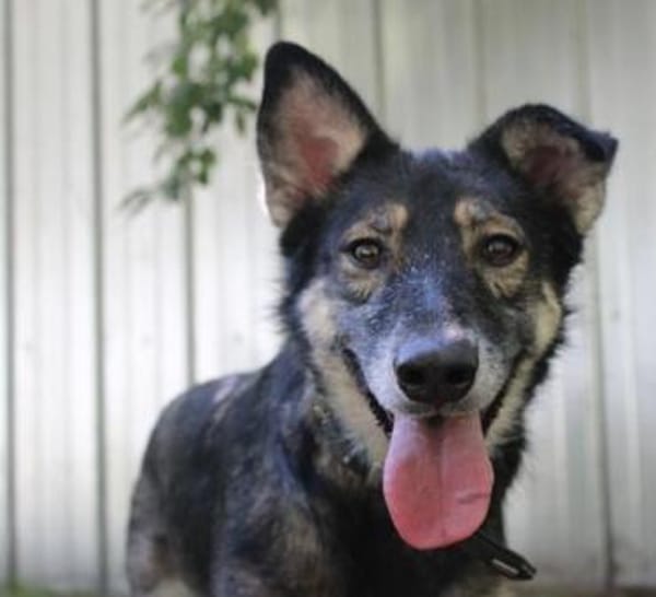 Camilla, traumhafte Familienhündin