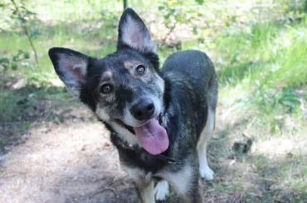 Camilla, traumhafte Familienhündin