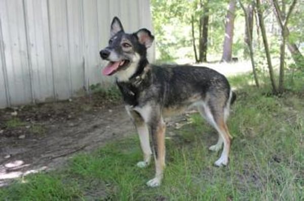 Camilla, traumhafte Familienhündin