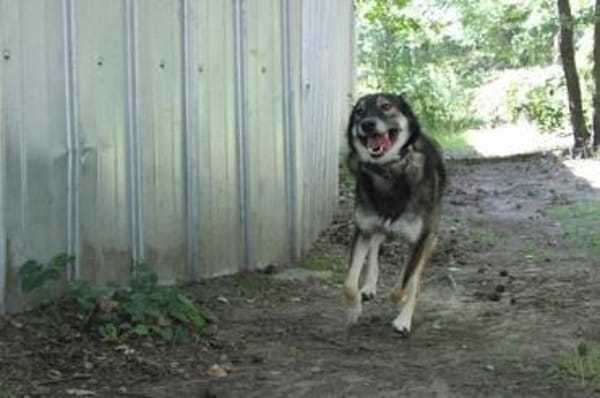 Camilla, traumhafte Familienhündin