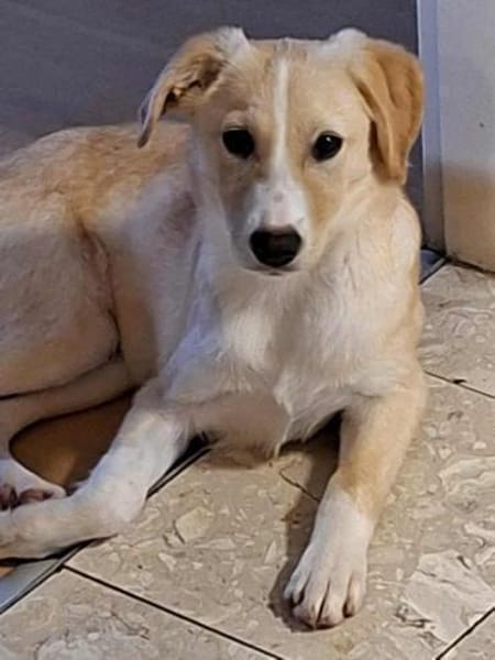 Zoey- auf PS in 91286 Obertrubach