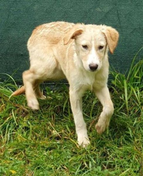 Zoey- auf PS in 91286 Obertrubach