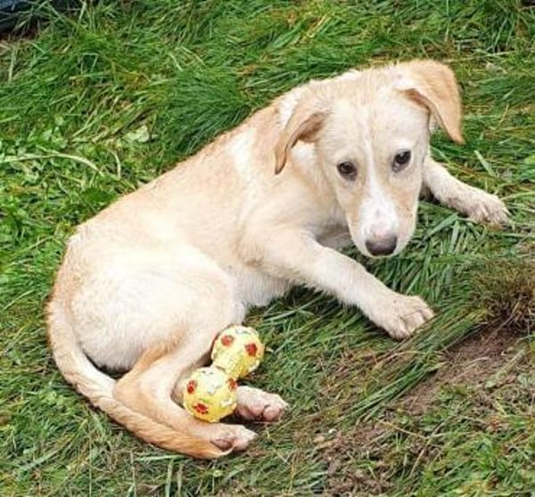 Zoey- auf PS in 91286 Obertrubach