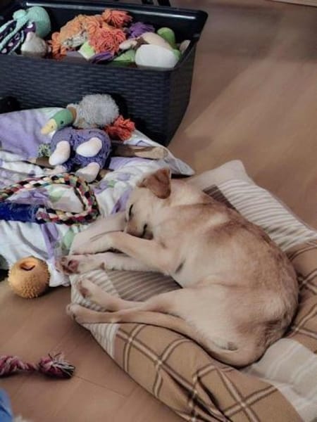 Zoey- auf PS in 91286 Obertrubach