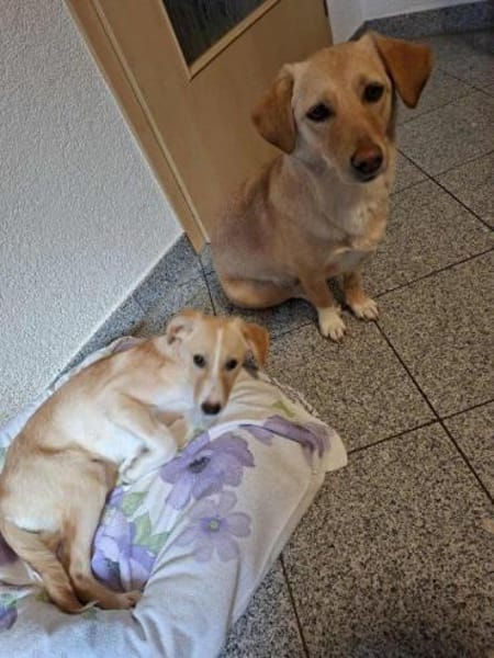 Zoey- auf PS in 91286 Obertrubach