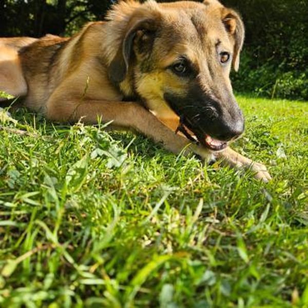 Leander - liebenswert und ruhig