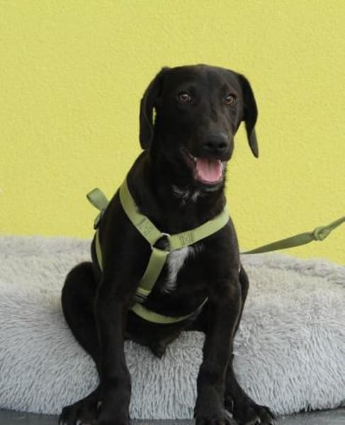 Relino möchte sein Herz verschenken...