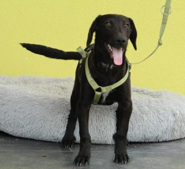 Relino möchte sein Herz verschenken...