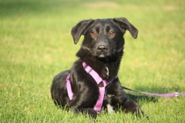 Syra die bezaubernde schwarze Schönheit