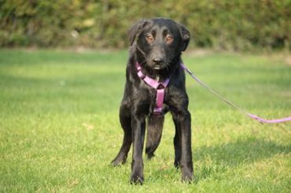 Syra die bezaubernde schwarze Schönheit