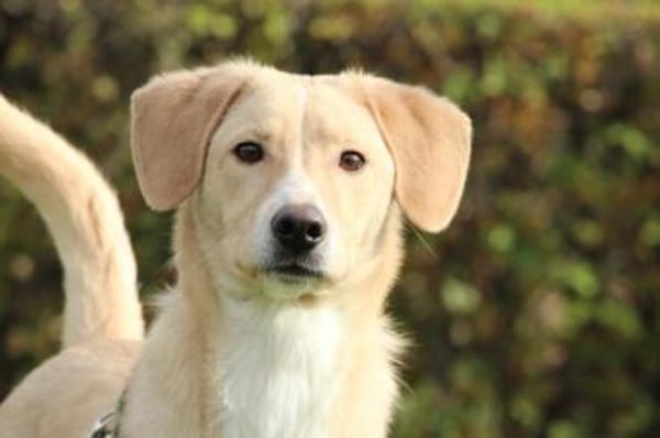 Jandro  ein junger, lieber Rüde