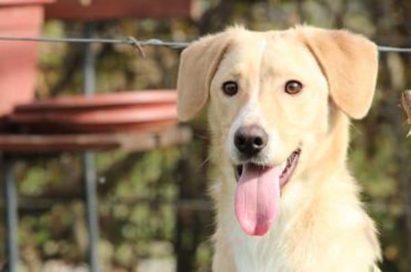 Jandro  ein junger, lieber Rüde