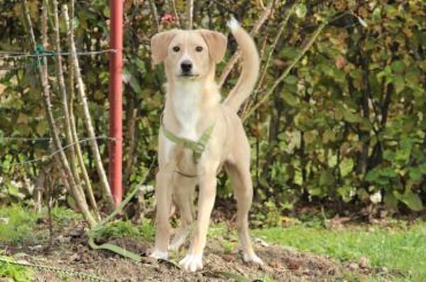 Jandro  ein junger, lieber Rüde