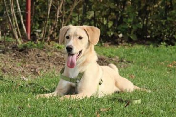 Jandro  ein junger, lieber Rüde