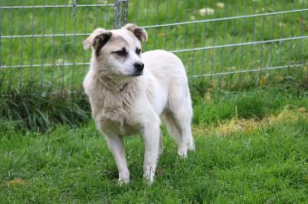 Pinti - goldiger, kleiner Jungrüde