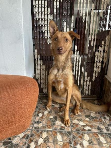 Hundherzchen Lulu ist bereit für dich