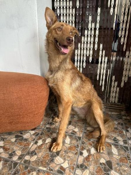 Hundherzchen Lulu ist bereit für dich