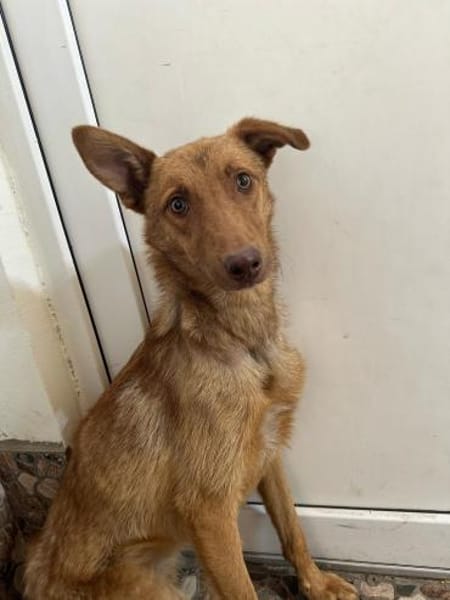 Hundherzchen Lulu ist bereit für dich