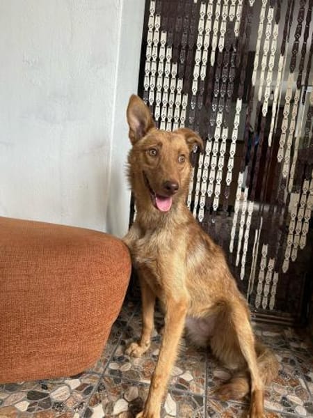 Hundherzchen Lulu ist bereit für dich