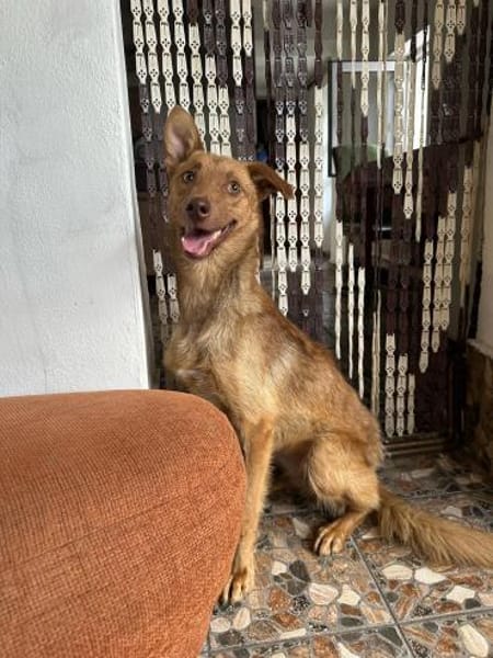 Hundherzchen Lulu ist bereit für dich