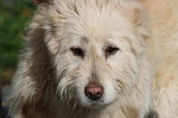 Sandy - hübsche Wuschelhündin