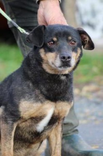 Tim - zutraulicher, kleiner Rüde