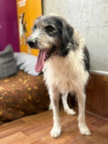 Winston  sanfter Herzenshund