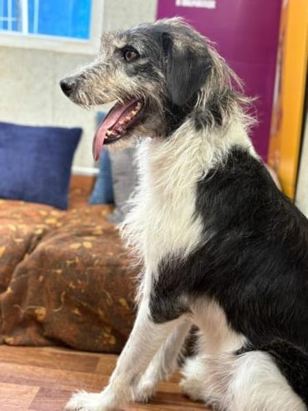 Winston  sanfter Herzenshund