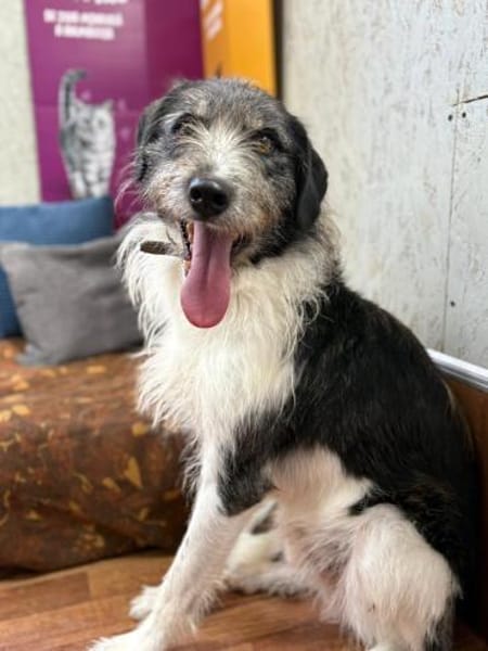 Winston  sanfter Herzenshund