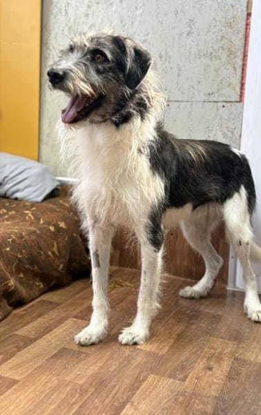 Winston  sanfter Herzenshund