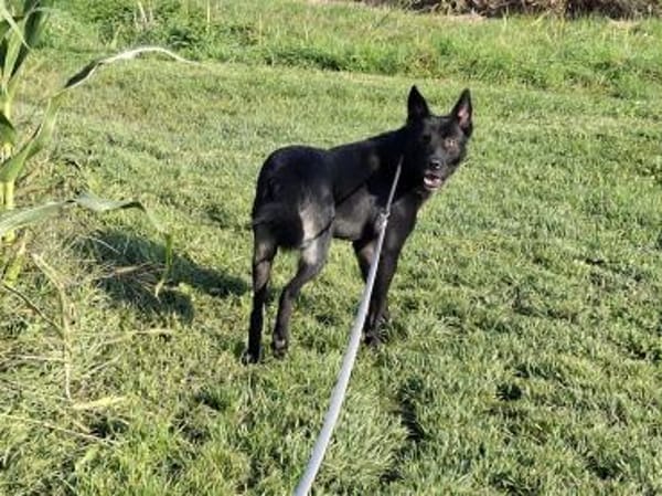 Rusty sucht seine Familie