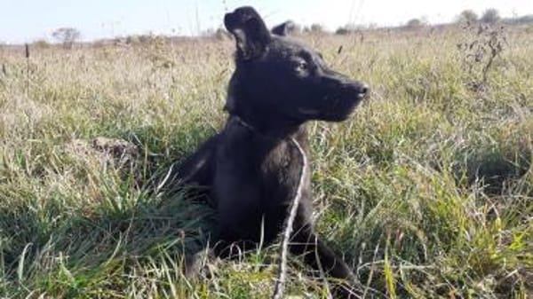 Rusty sucht seine Familie