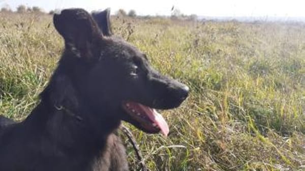 Rusty sucht seine Familie