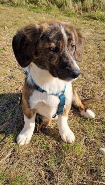 Kleine IANA sucht ihr Glück.