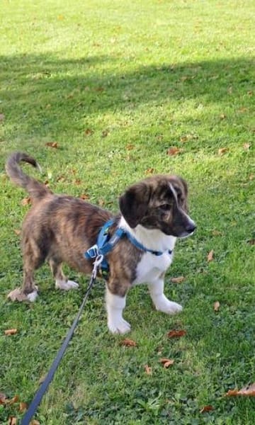 Kleine IANA sucht ihr Glück.