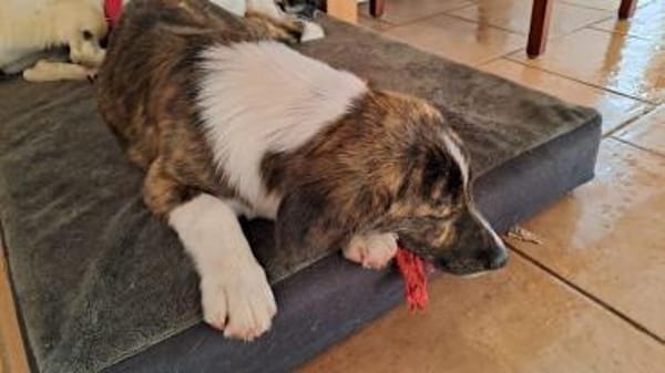 Kleine IANA sucht ihr Glück.