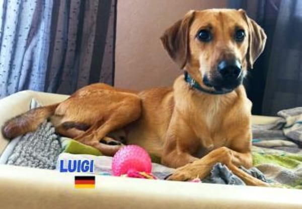 Luigi - aufgeweckt und freundlich