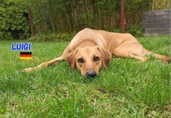 Luigi - aufgeweckt und freundlich