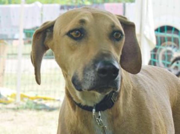 Jazmine, freundlich, verträglich